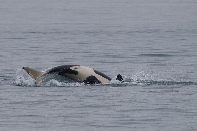 093 Anacortes, Orca.jpg